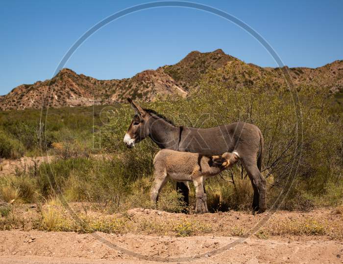 Little Donkey Feeding On Its Mother. Animals In Nature. Mountain Landscape Of The Andes Mountain