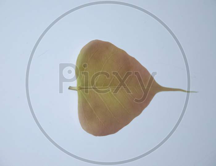 RED SACRED FIG OR PEEPAL TREE LEAF WITH WHITE BACKGROUND.