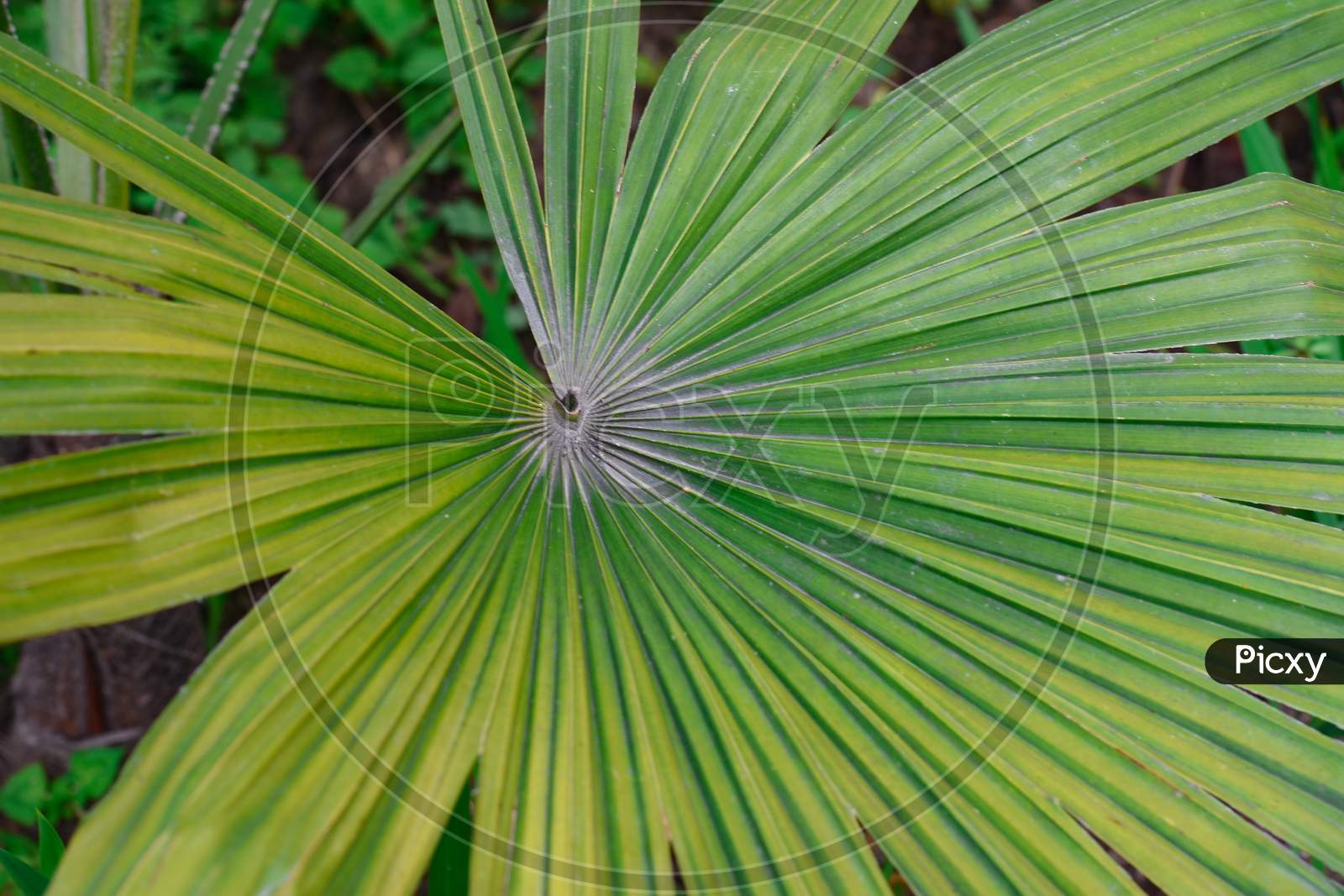 Anahaw Leaf , Commonly Known As Fan Palm , A Tropical Palm.