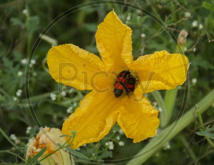 YELLOW PUMPKIN FLOWER WITH RED BUMBLE BEE.