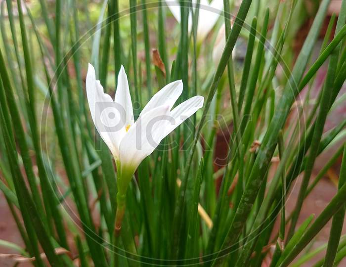 New petals of white lilly flower plant