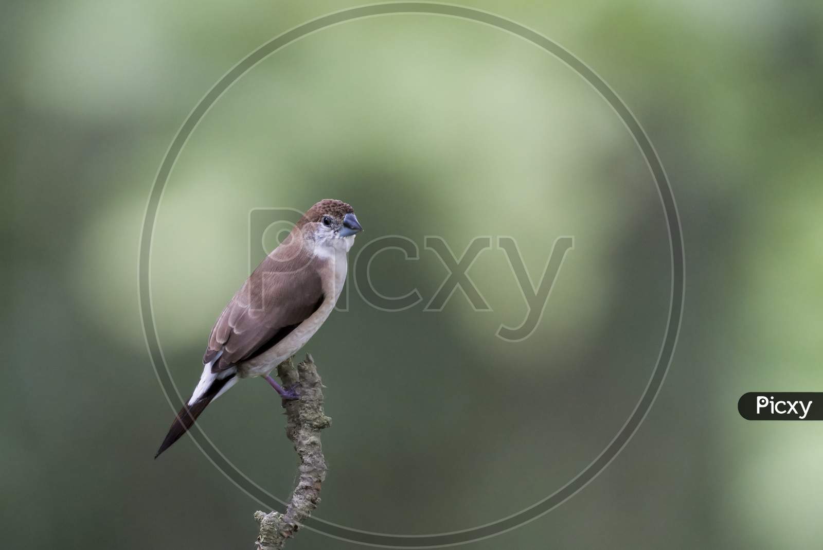 Indian silverbill perched