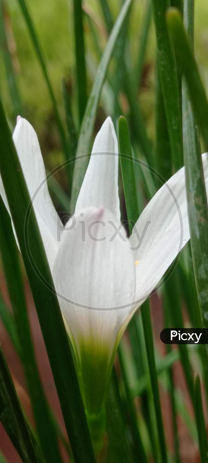 White lilly flower buds on the garden house