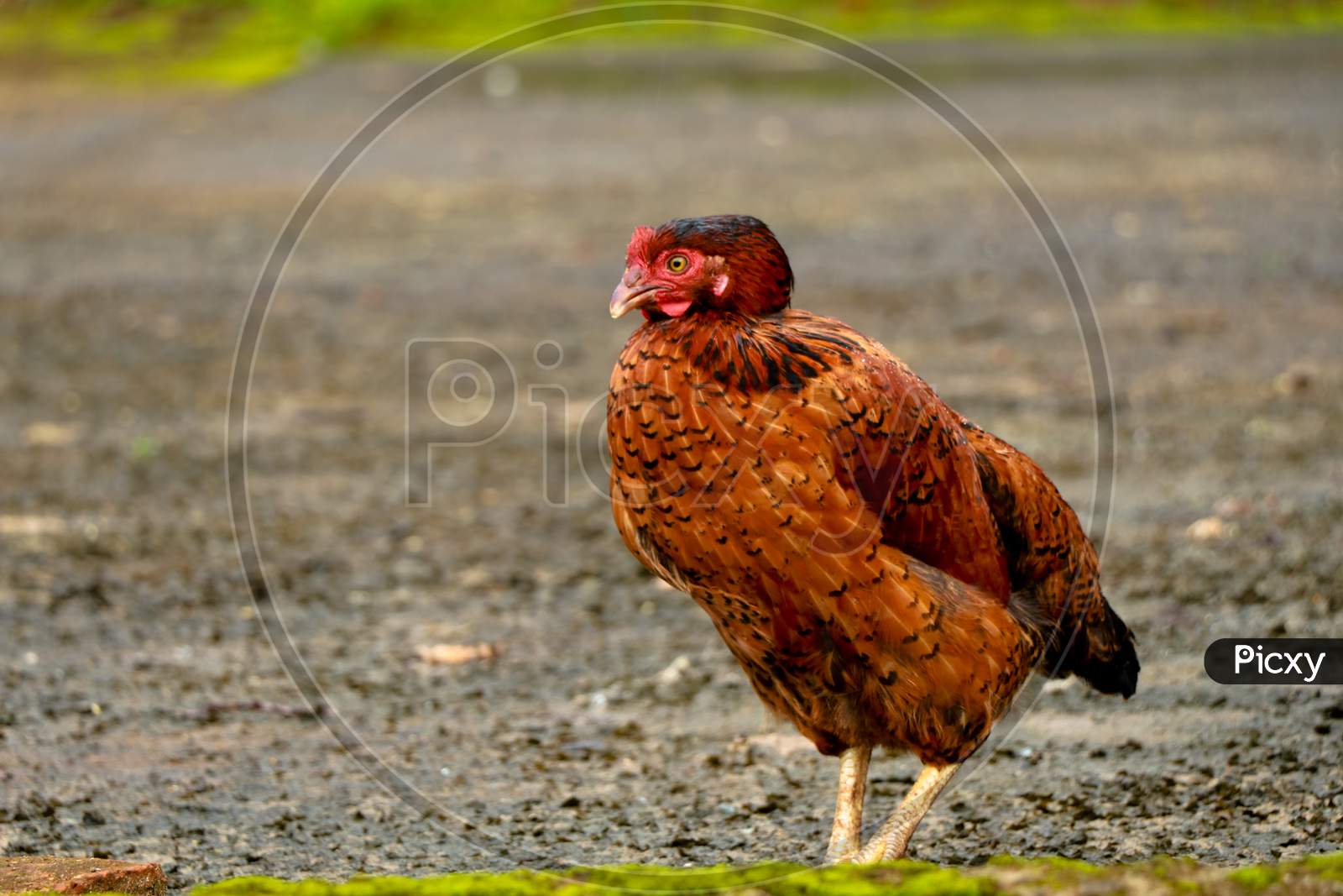 Close Up Shot Of A Brown Color Hen Chicken From A Farm House