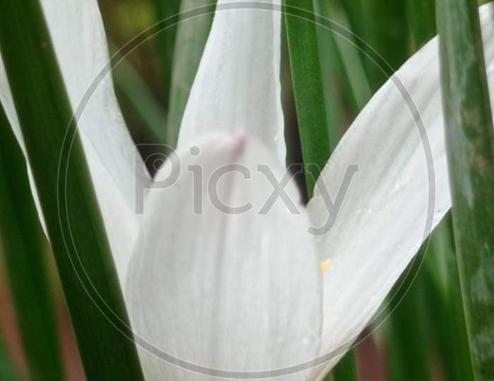 White lilly flower buds on the garden house