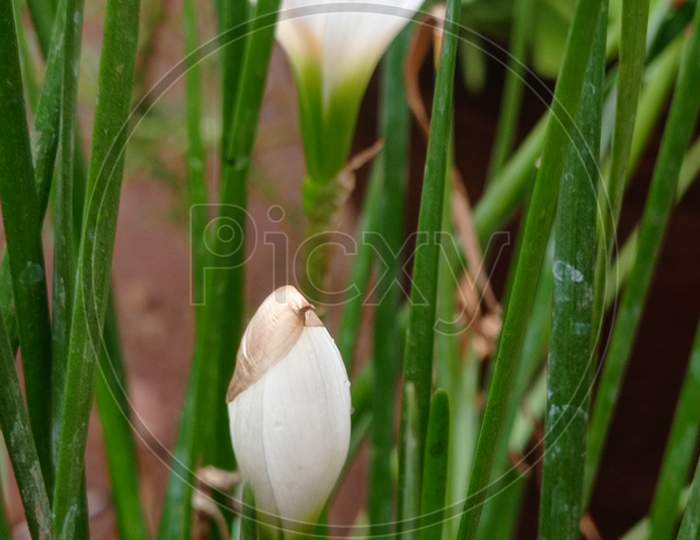 New born buds on the white lilly garden