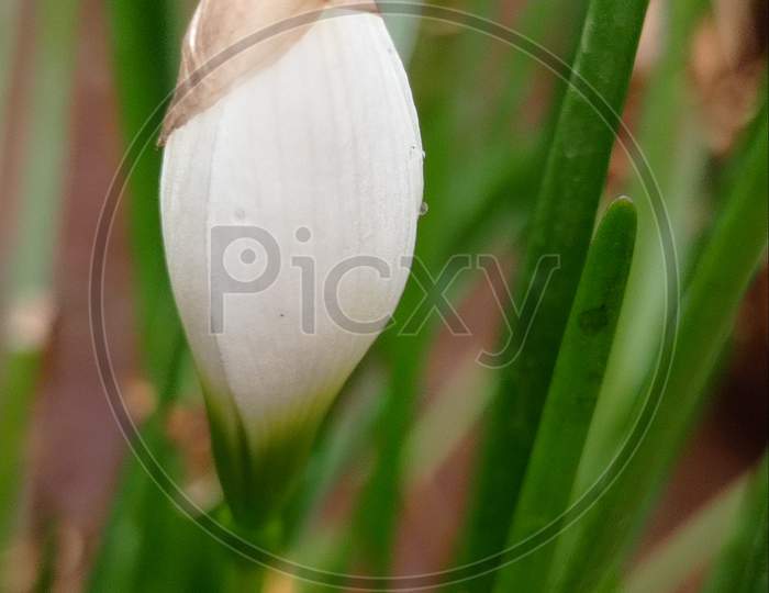 Fresh white lilly flower buds