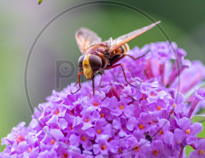 Filigree pink lilac blossoms in beautiful backlight invite insects as striped flys and bees and bumblebees to collect nectar and pollinate the bloom with a nice blurred background and copy space