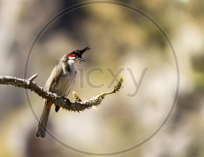 Red-whiskered bulbul perched