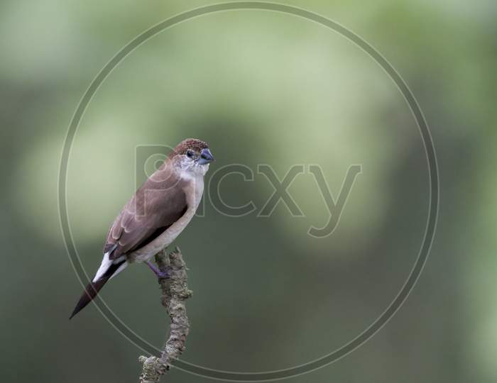 Indian silverbill perched