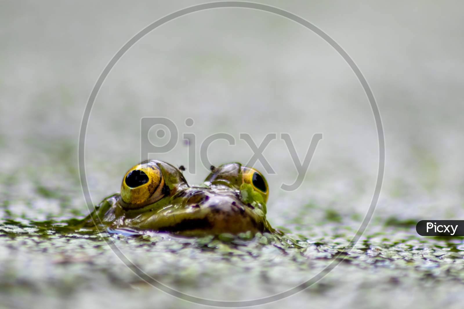 Green european common frog in an idyllic garden pond lurking for insects with big eyes shining and flies around beautiful in the evening sunlight showing its head in the water looking into the camera