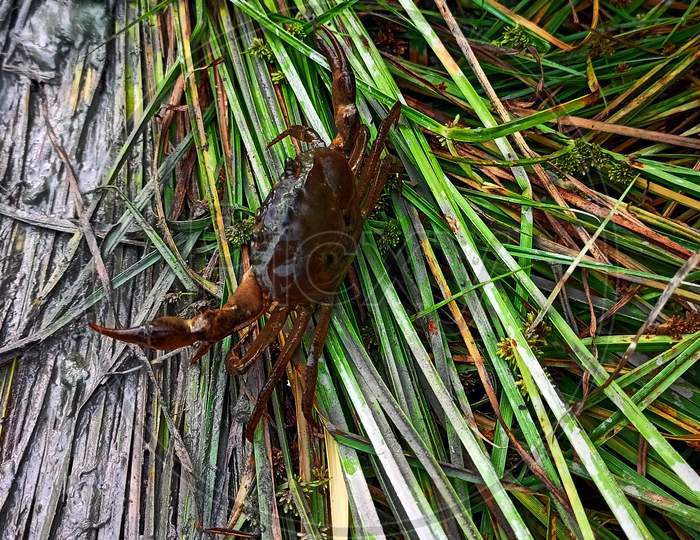 Image of Crab crawling in paddy fieldDW321467Picxy