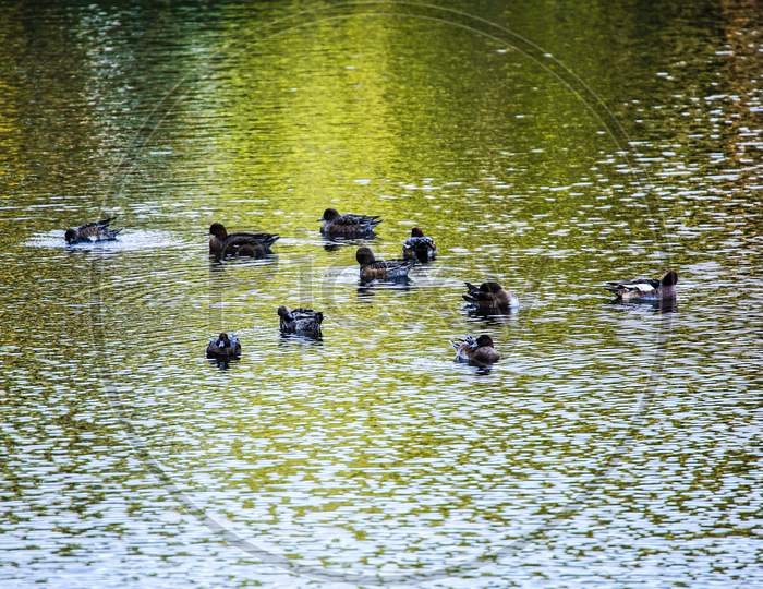 Ducks To Swim The Lake (Yamato-Cho No Mori Park)