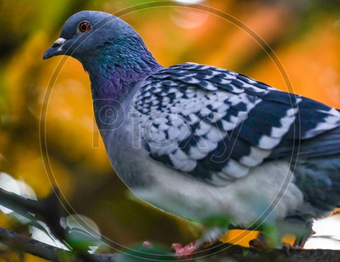 Pigeon And Autumn Leaves Image