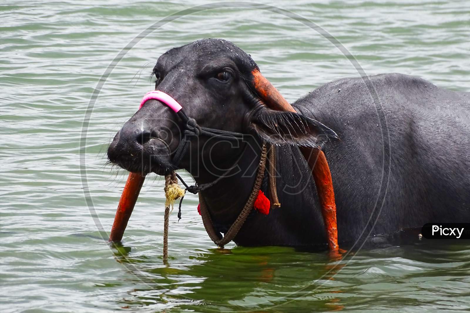 Portrait of a water buffalo swimming in the water.