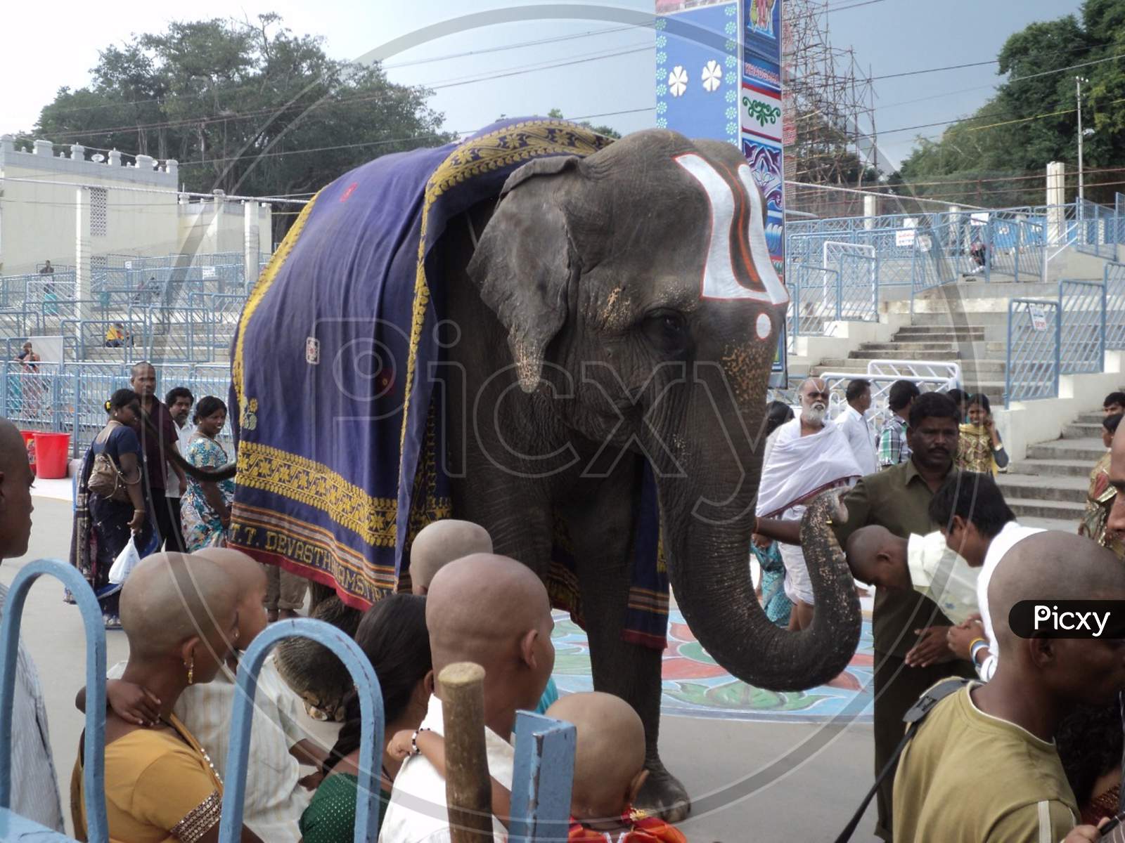 Temple Elephant at Tirupati balaji Temple.Its a Editorial Photo don't use it as a commercial photo.