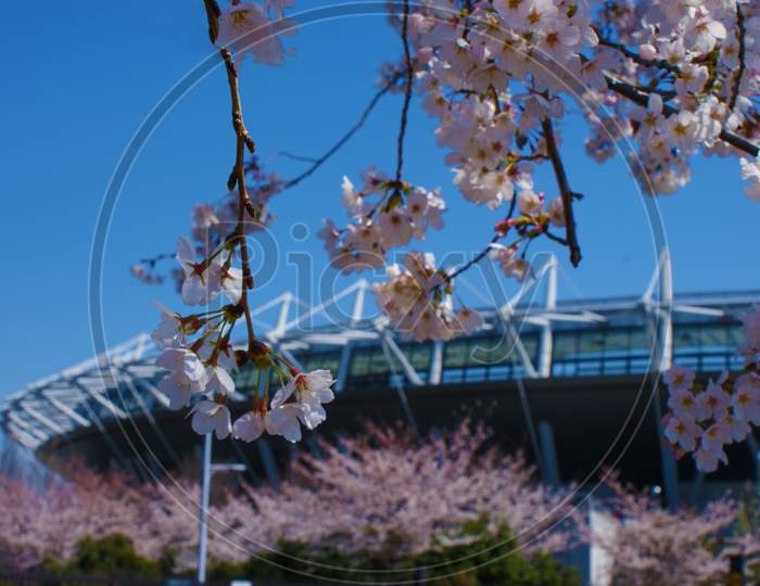 Sakura And Ajinomoto Stadium