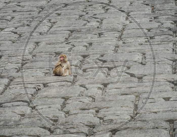 Monkey Climbing In Steep Rock Wall