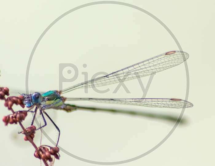 Blue dragonfly damselfly odonata with filigree wings and slim body as insect invertebrate in summer hunting for insects as beneficial organism at garden pond