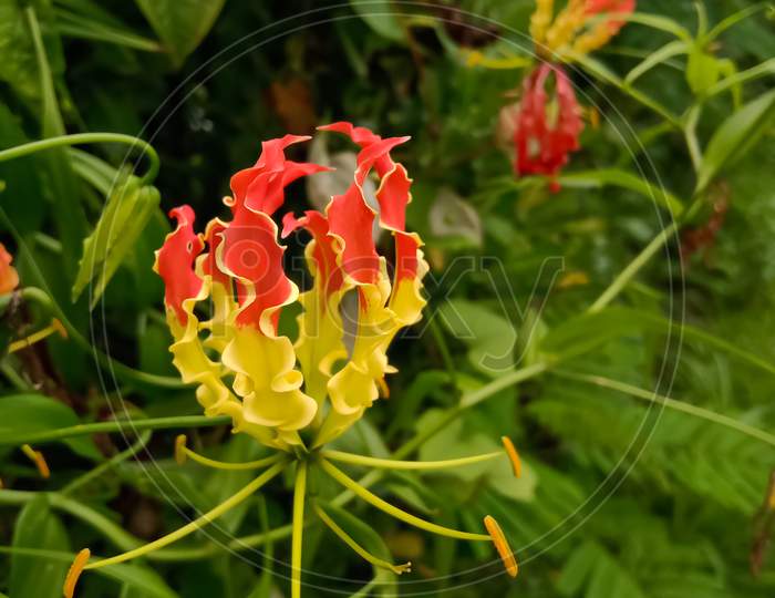 The beautiful flower of Gloriosa superba