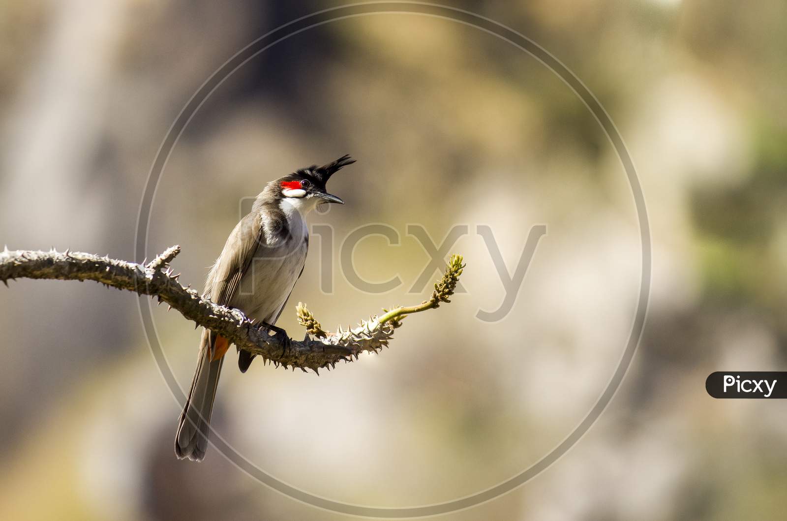 Red-whiskered bulbul perched