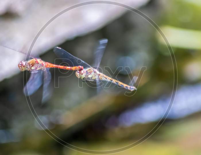 Dragonfly couple flying in mating season and pairing season for egg deposition at a garden pond as dragonfly tandem and elegant insect hunters for next generation insect killers natural pest control
