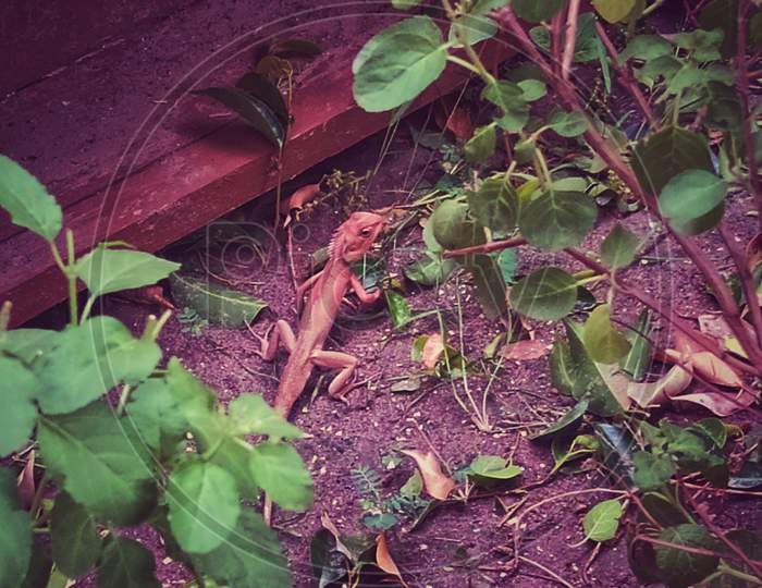 Chameleon in the ground