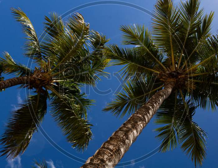 Huge Palm Trees. Bottom View Of The Beach Tree Canopy