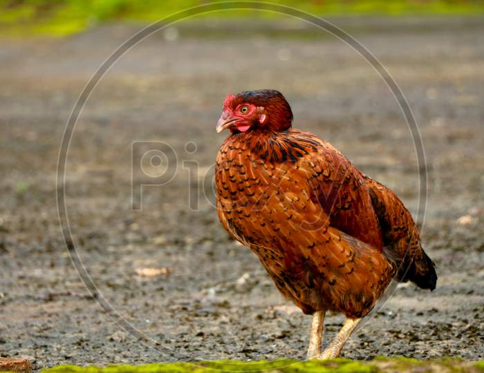 Close Up Shot Of A Brown Color Hen Chicken From A Farm House