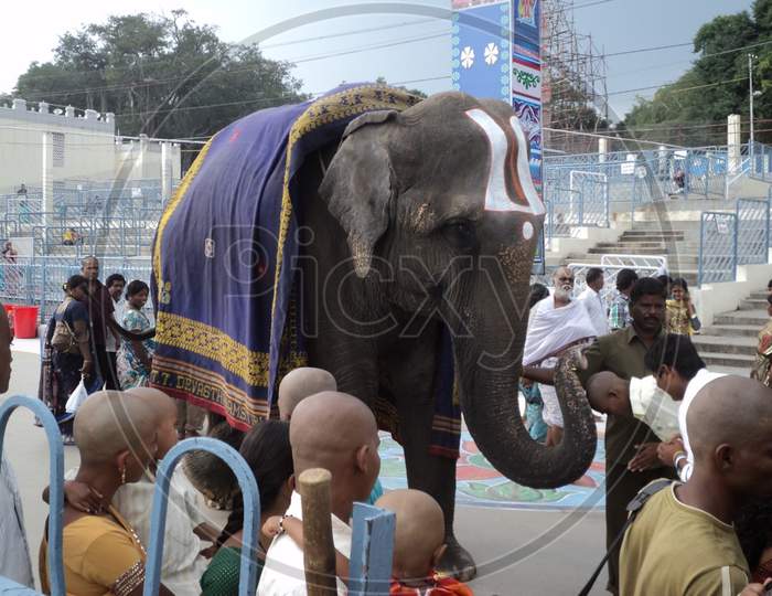 Temple Elephant at Tirupati balaji Temple.Its a Editorial Photo don't use it as a commercial photo.