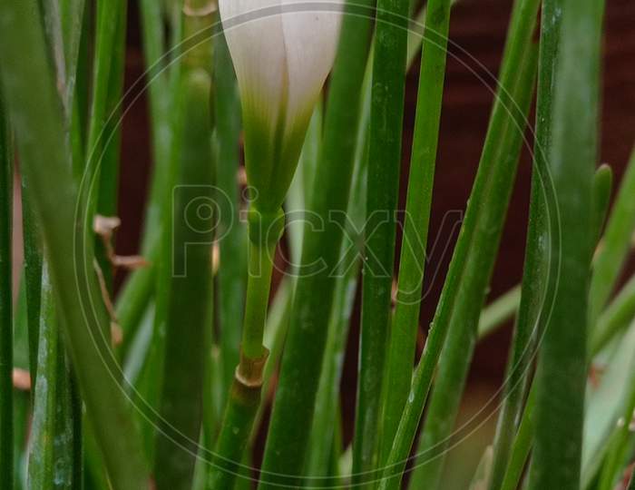 Green grass of white lilly plants