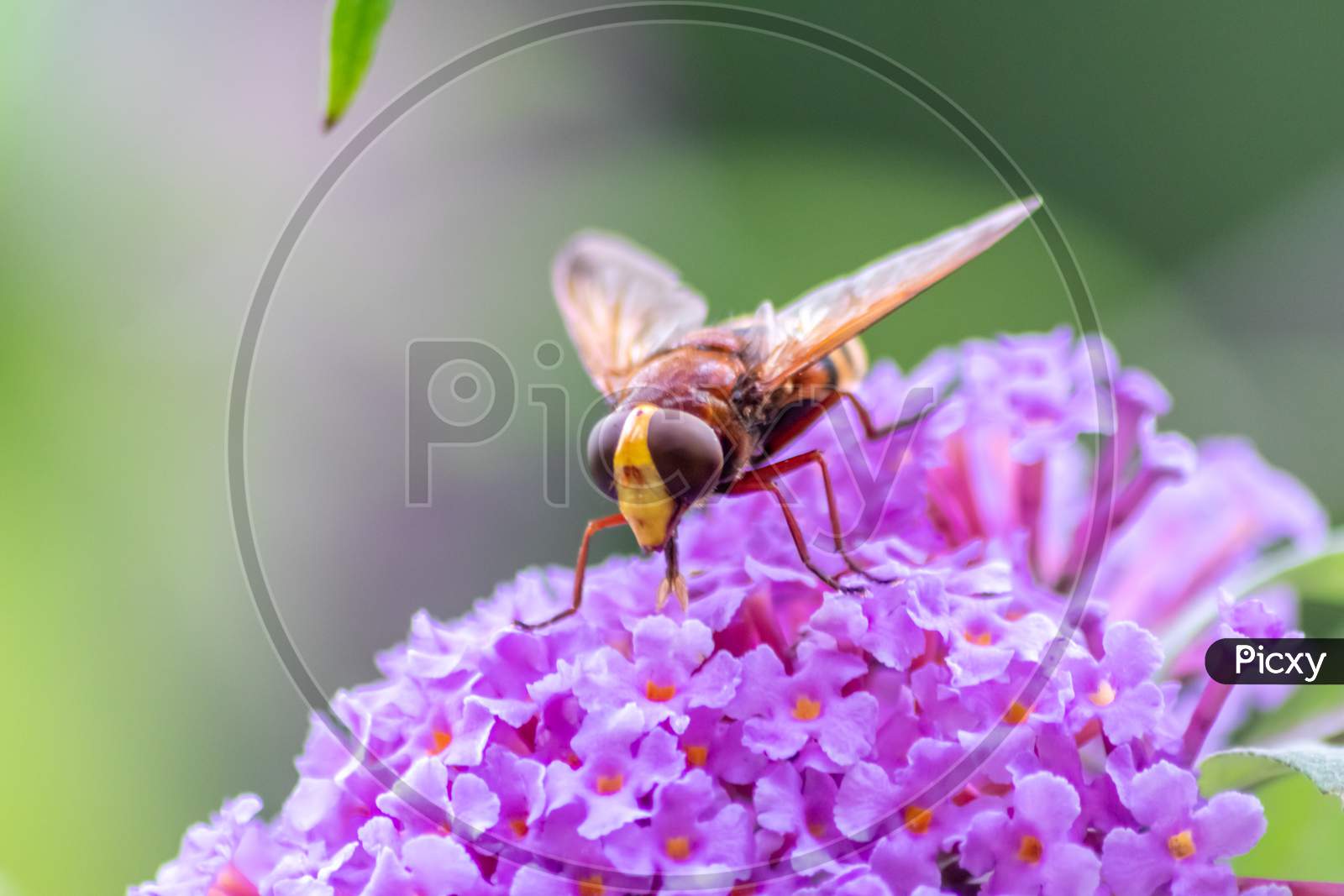 Filigree pink lilac blossoms in beautiful backlight invite insects as striped flys and bees and bumblebees to collect nectar and pollinate the bloom with a nice blurred background and copy space