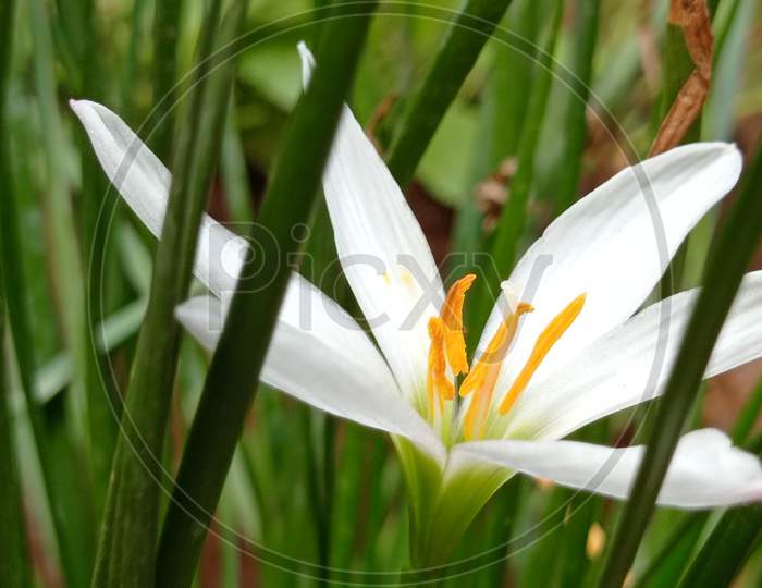 Fresh white lilly flower on the garden