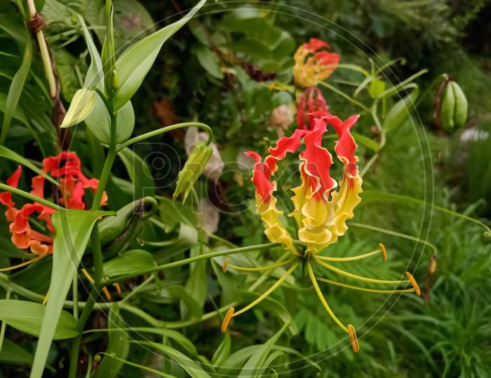 The beautiful flower of Gloriosa superba