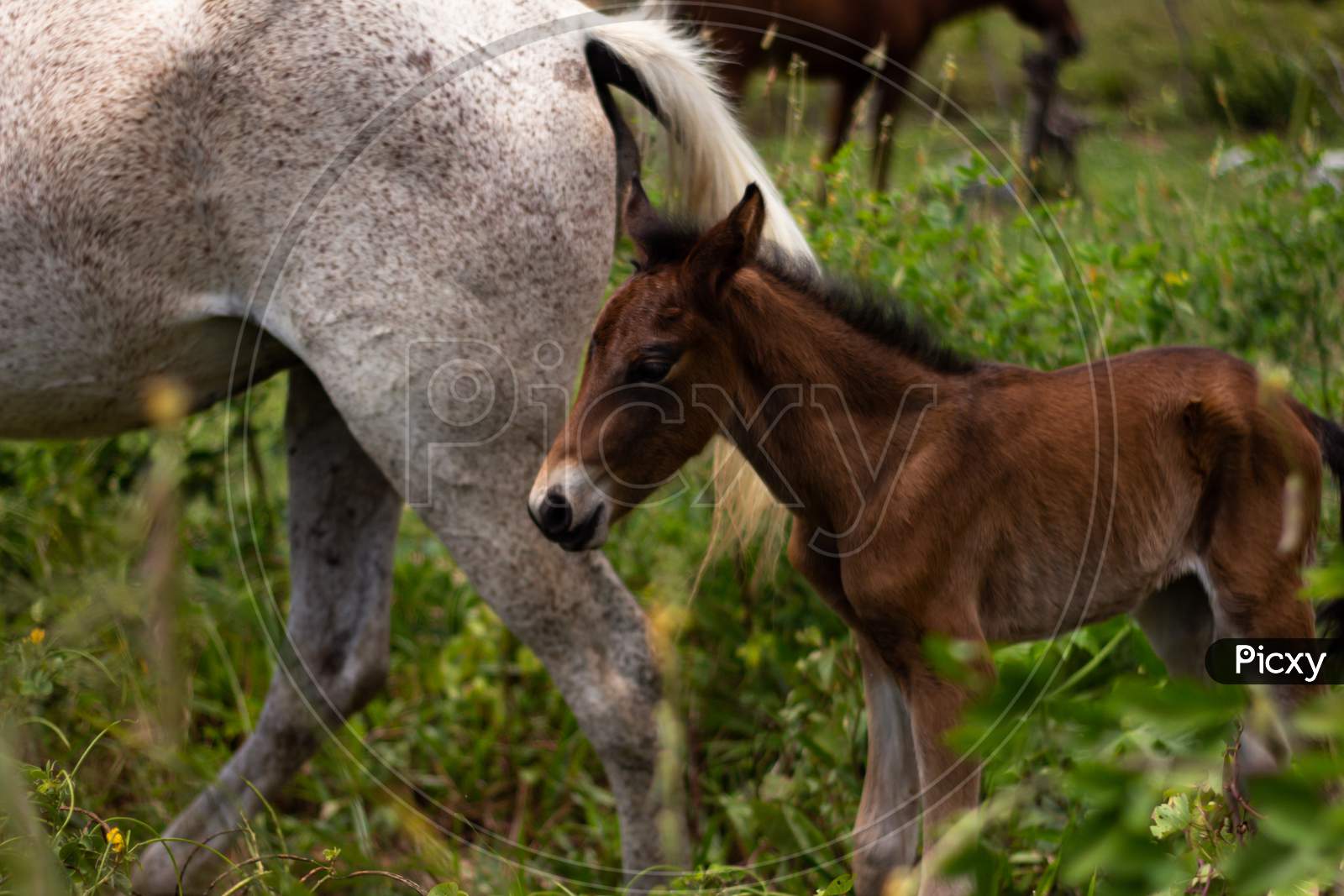 Little Newborn Baby Horse With His Mother. Large Mammalian Animal.
