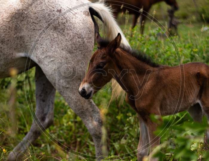Little Newborn Baby Horse With His Mother. Large Mammalian Animal.