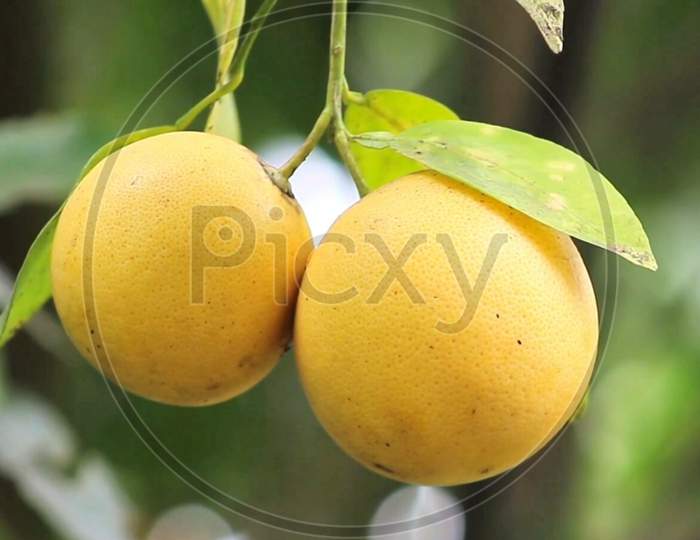 Closeup of a fresh lemons on the tree