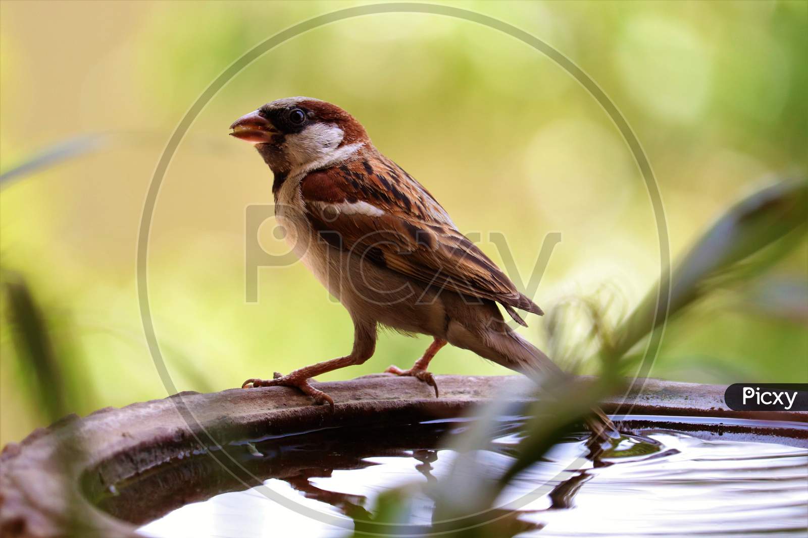 Amazing pictures of sparrow bird