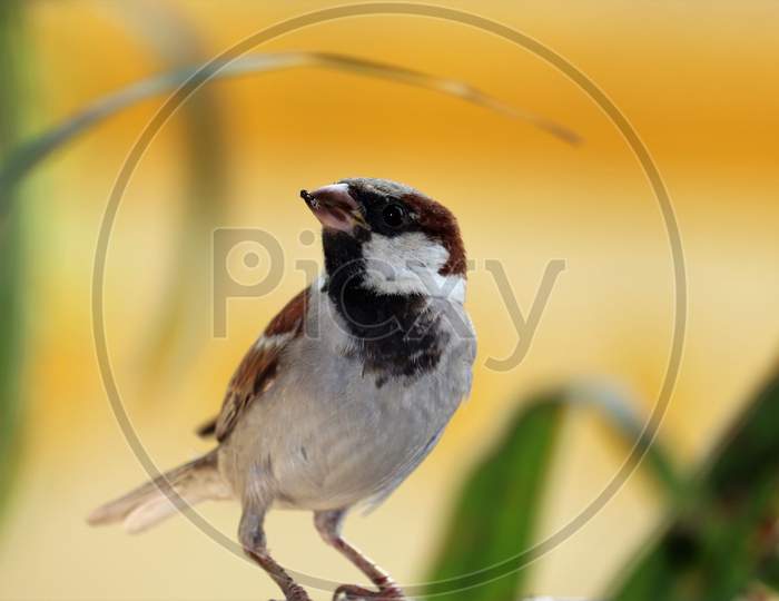 Amazing pictures of sparrow bird