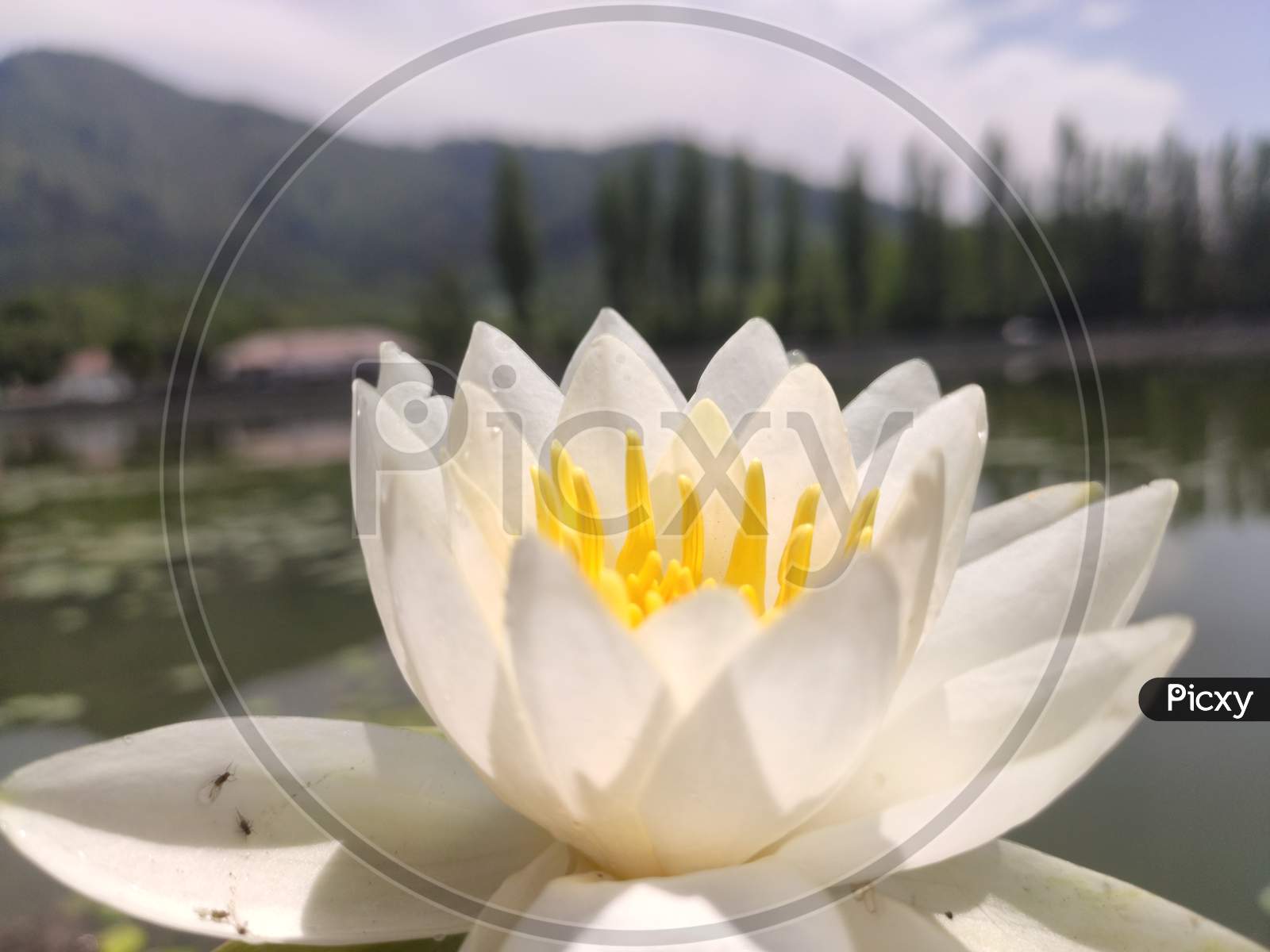 Lotus in Dal Lake Srinagar Kashmir