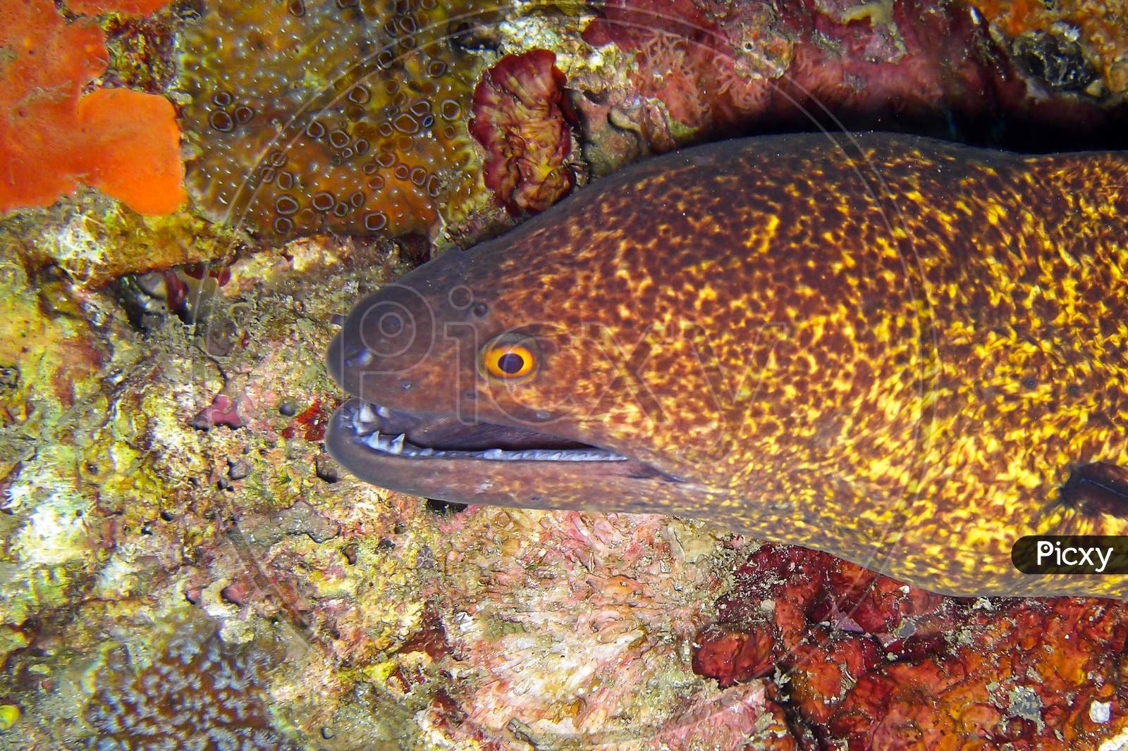 Yellow Edged Moray Eel (Gymnothorax Flavimarginatus) On The Ground In The Filipino Sea 28.11.2011