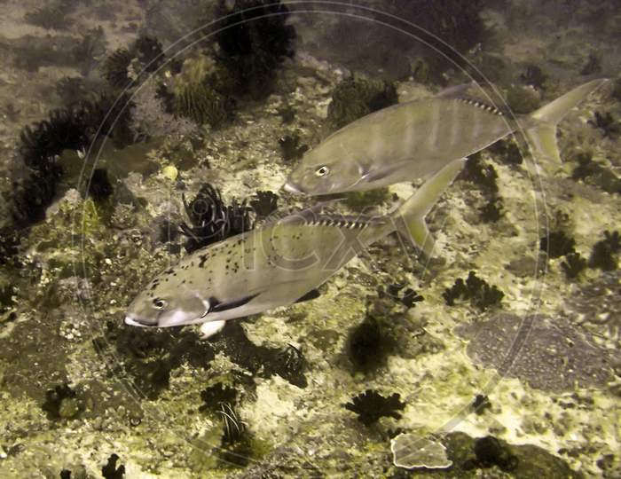 Unknown Fish In The Filipino Sea December 21, 2011
