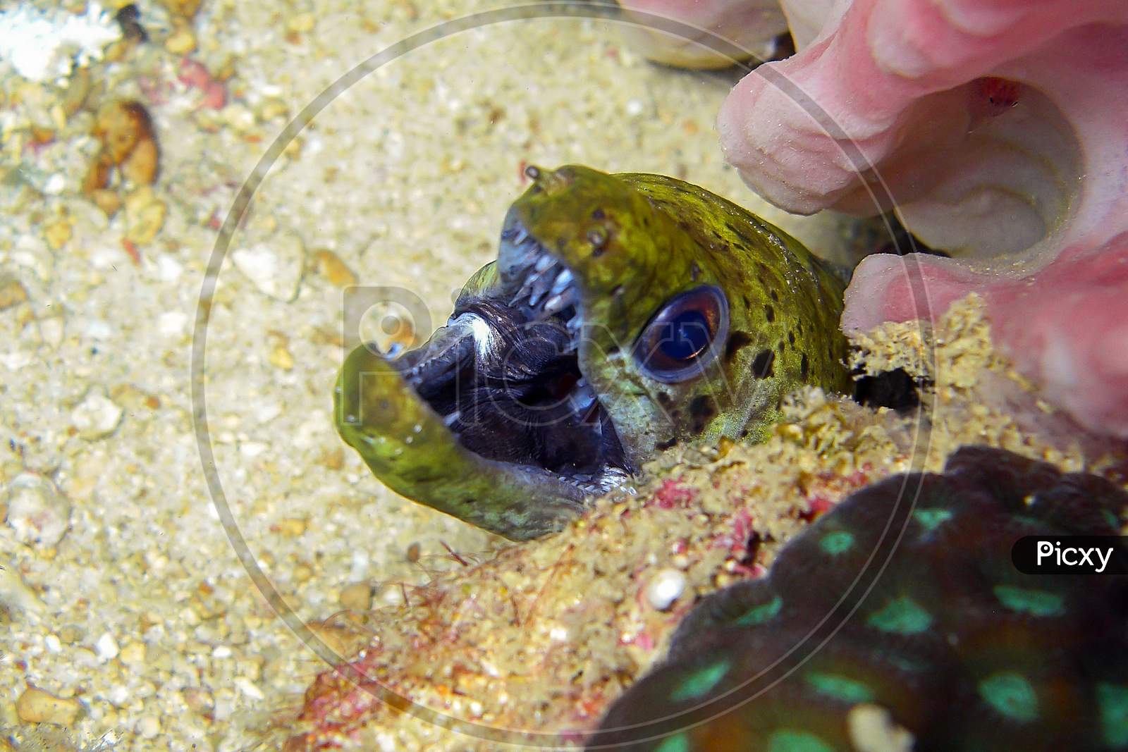 Image of Fimbriated Moray Eel (Gymnothorax Fimbriatus) In The Filipino ...