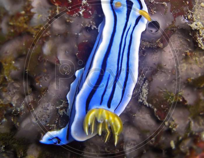 Sea Slug Or Nudibranch (Chromodoris Lochi) In The Filipino Sea December 21, 2011