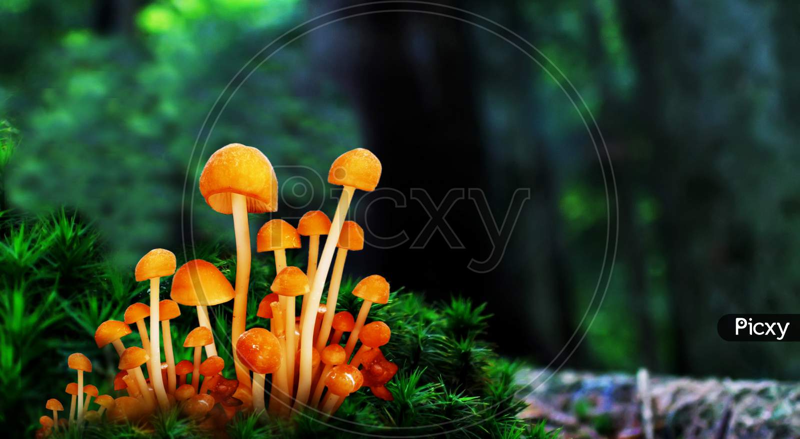 Mushrooms In A Wondering Forest Composite