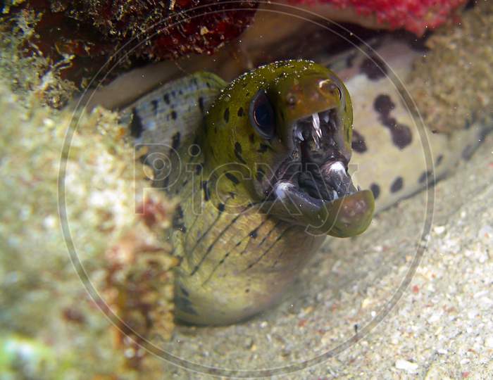 Fimbriated Moray Eel (Gymnothorax Fimbriatus) In The Filipino Sea 15.2.2012