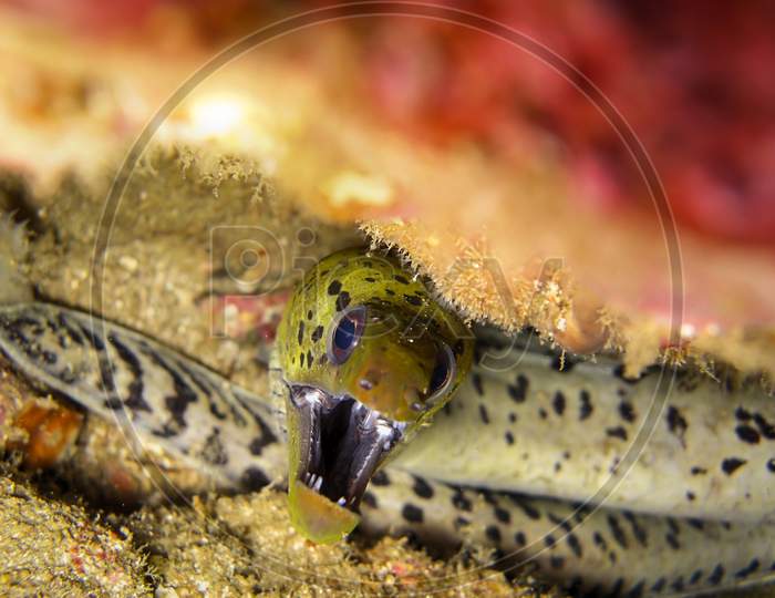Fimbriated Moray Eel (Gymnothorax Fimbriatus) In The Filipino Sea December 25, 2011