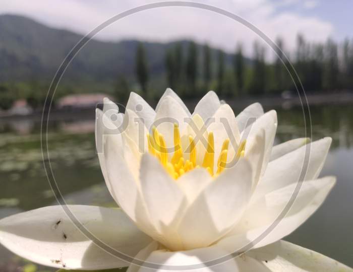 Lotus in Dal Lake Srinagar Kashmir