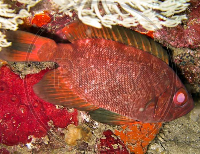Unknown Red Fish In The Filipino Sea December 14, 2011