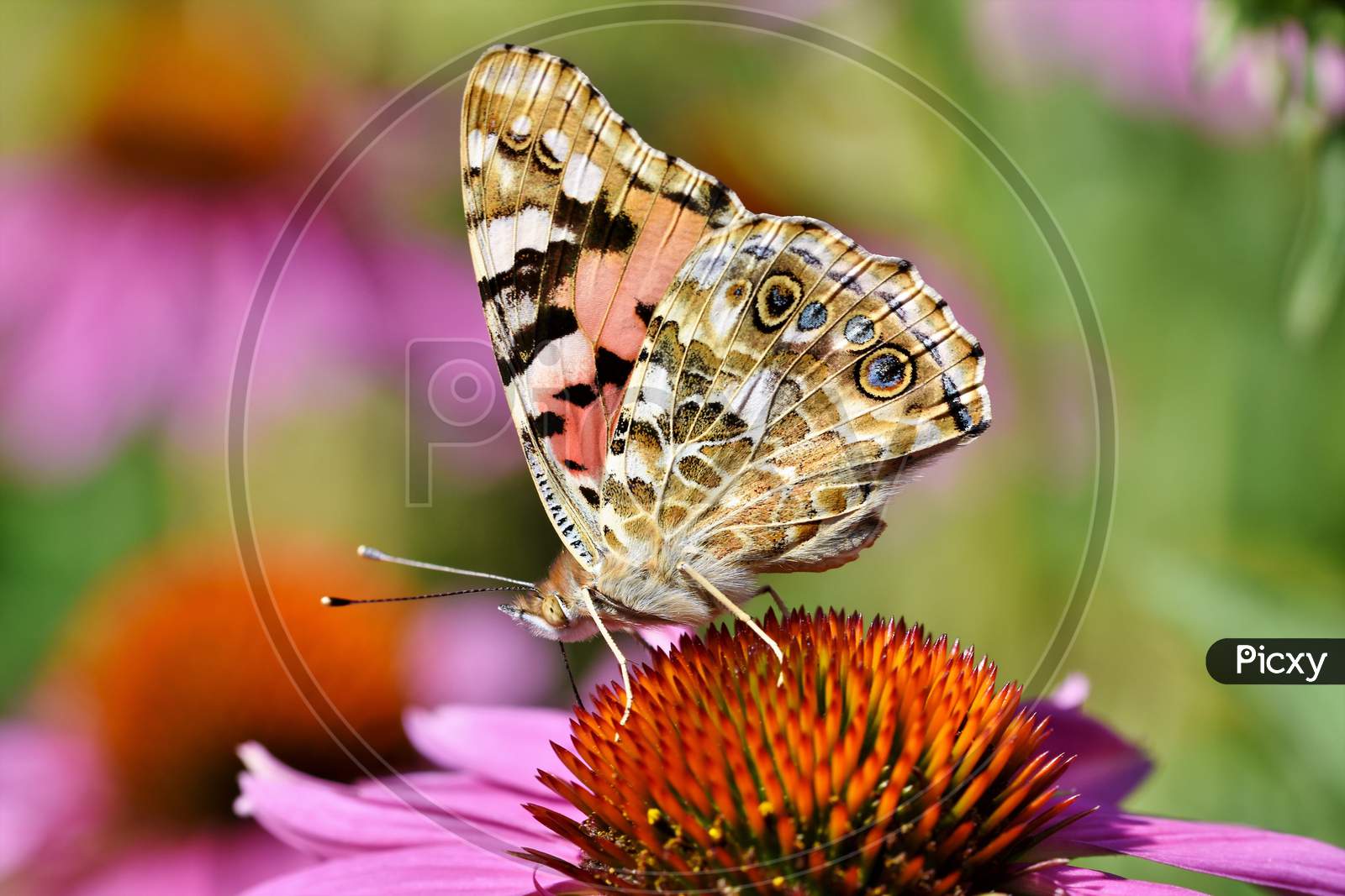 There Is A Beautiful Colorful Butterfly Sitting On The Flower.